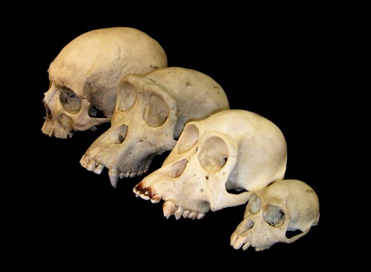 Primate skull series.